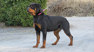 DÜRBACH'S HALIME