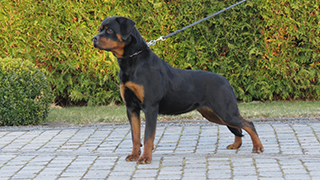 DÜRBACH'S HASAKE